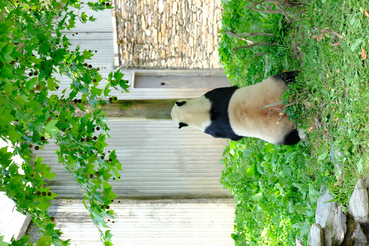 DSCF0688.jpg