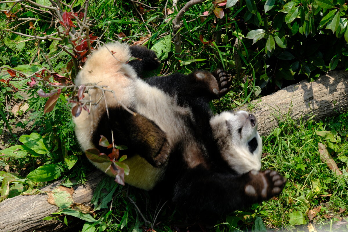 DSCF0790.jpg